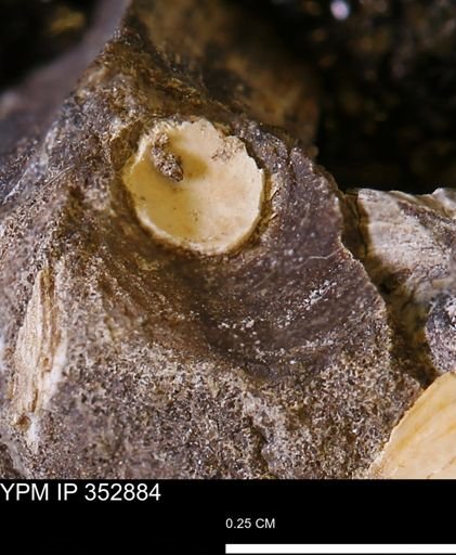 undet. Mollusca