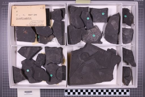 mixed taxa, stratigraphic collection