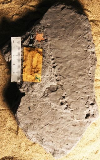 Otozamites macombii