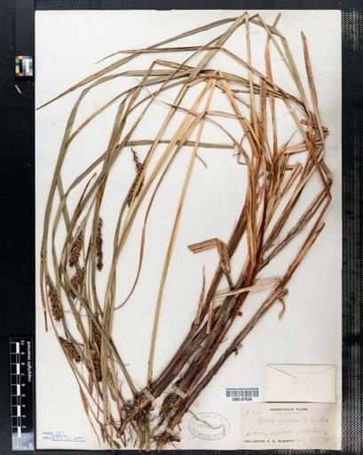Carex riparia