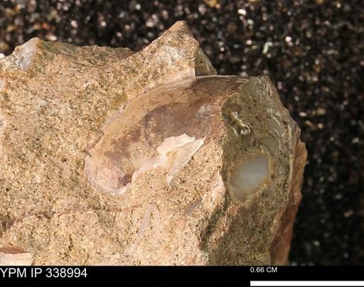 undet. Bivalvia