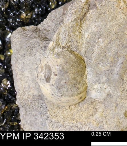 undet. Gastropoda