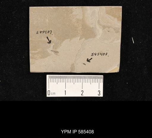 undet. Coleoptera