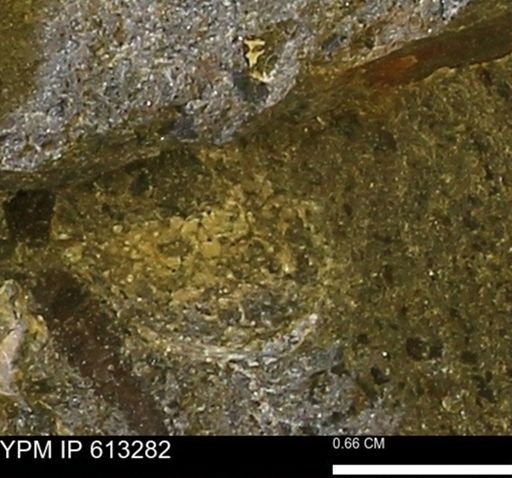 Scaphites sp.