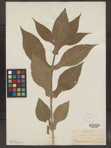 Triosteum perfoliatum