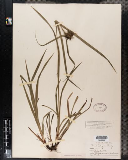 Carex