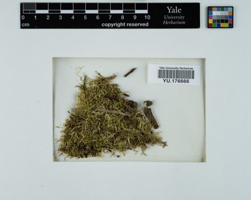 Plantae