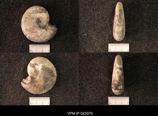 Hoploscaphites nicolletii