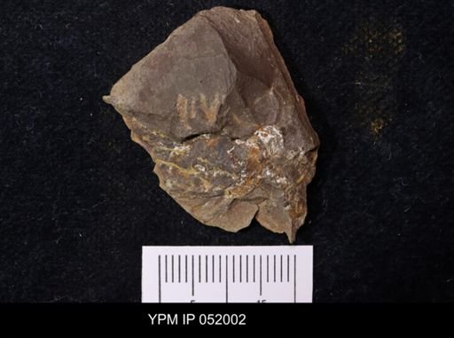 Anthracaris gracilis