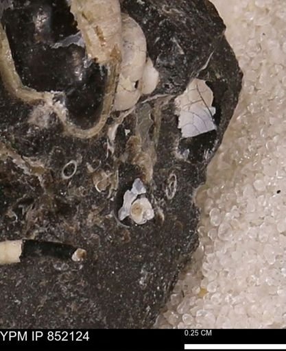 Foraminifera?