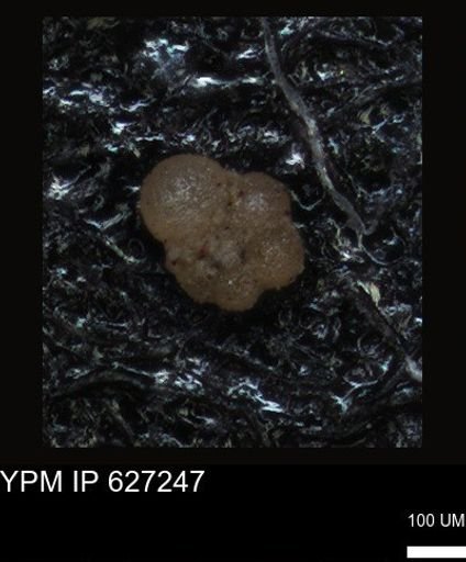 undet. Foraminiferida
