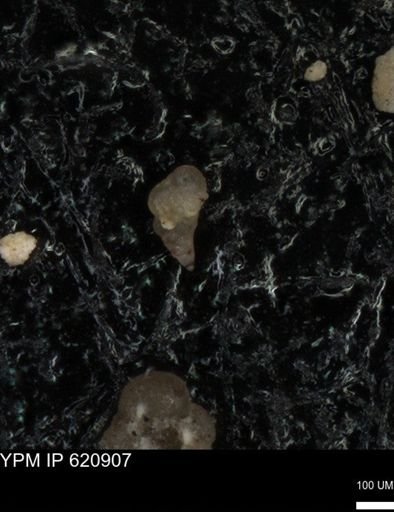 undet. Heterohelicidae