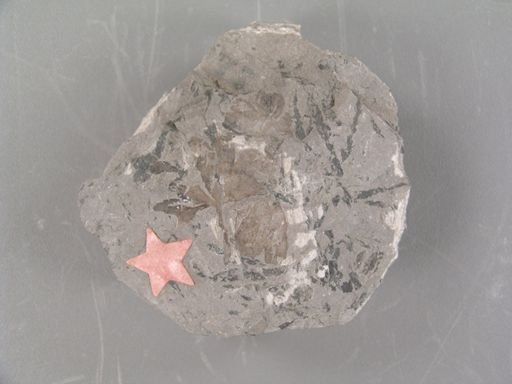 Baiera brevifolia