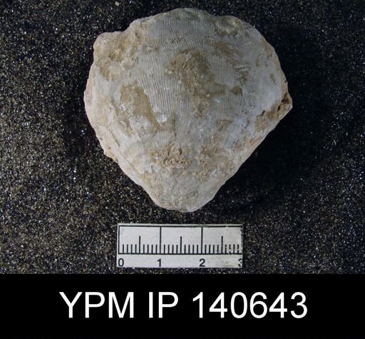 Productus (Striatifera) mytiloides