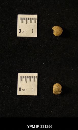 Euphemites sp.