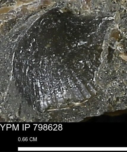 Oxytoma (Hypoxytoma) nebrascana