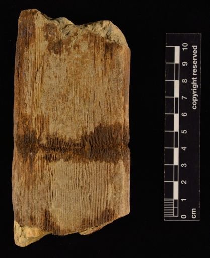 Calamites arenaceus