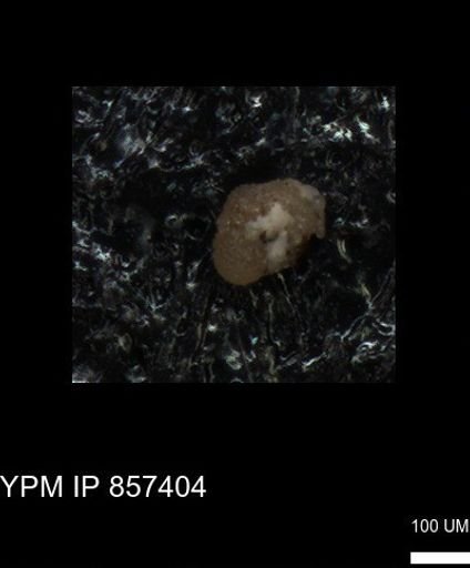 undet. Foraminiferida