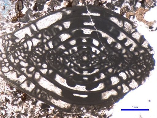 Triticites pinguis