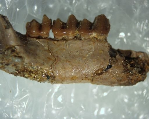 Adapisoricidae