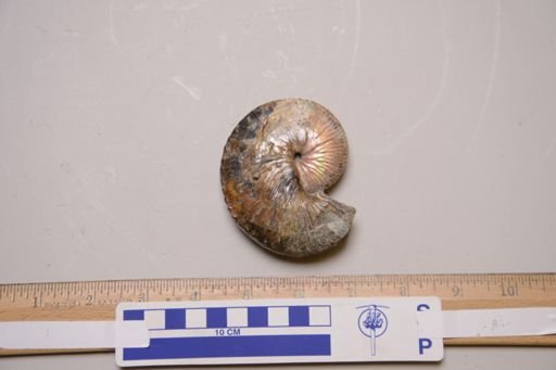 Hoploscaphites comprimus