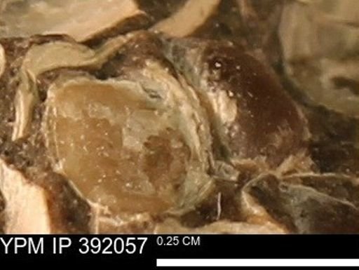 Protocardia sp.
