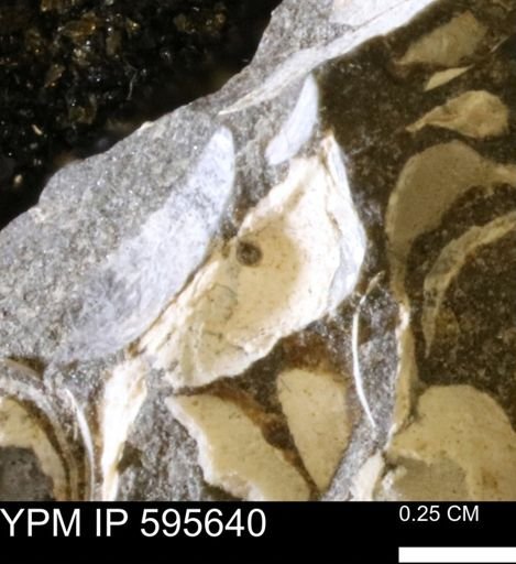 Protocardia sp.