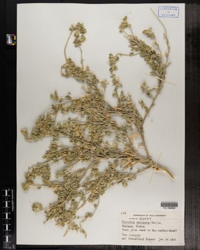 Plantae