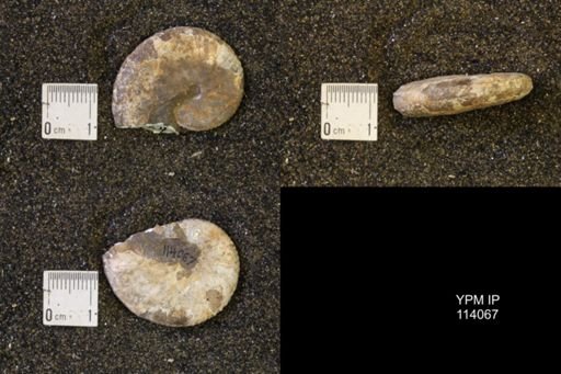 Discoscaphites conradi