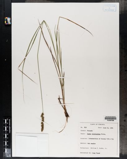 Plantae