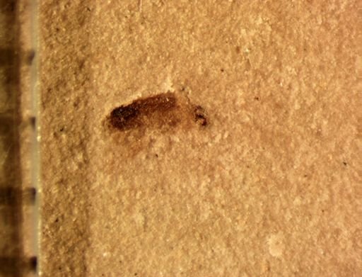 undet. Hexapoda
