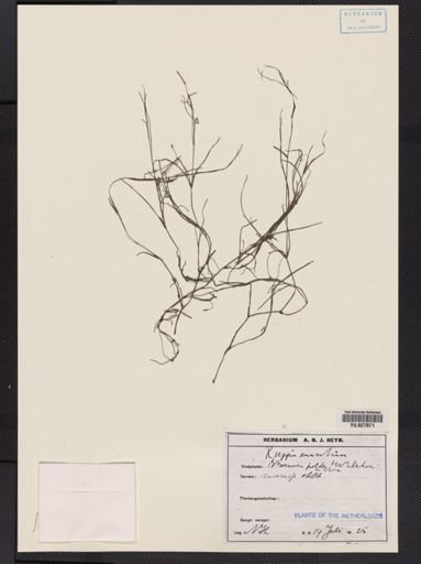 Ruppia maritima