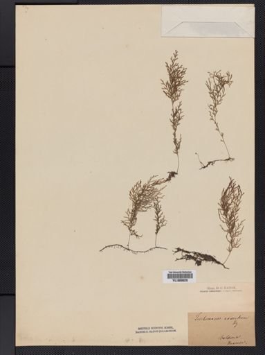 Trichomanes
