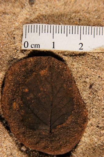 Plantae