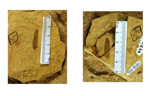 Mimosites acaciafolius