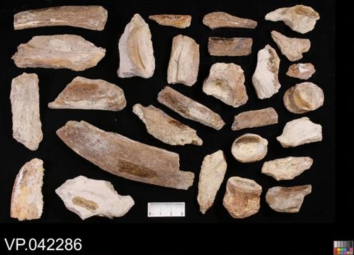 undet. Actinopterygii