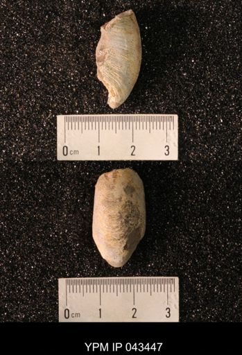 Hoploscaphites nicolletii
