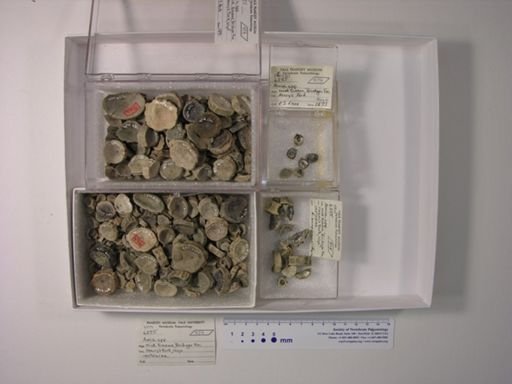 Amia sp.