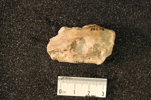 Palaeolagus sp.