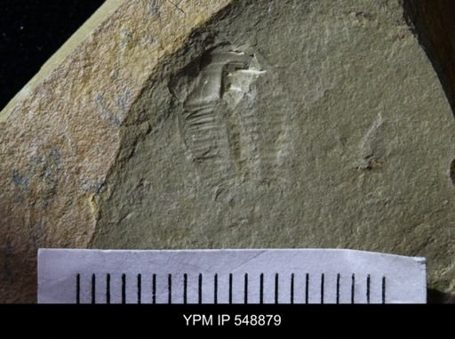 undet. Ptychopariida