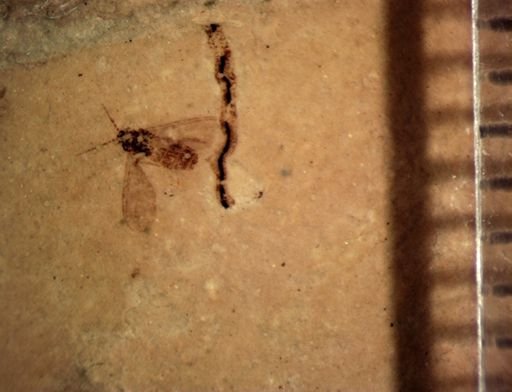 undet. Diptera