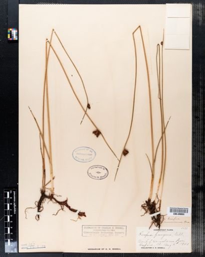 Scirpus pungens
