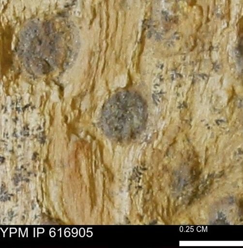 Teredo sp.