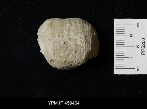 Dictyoclostus portlockianus crassicostatus