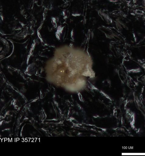 undet. Foraminiferida