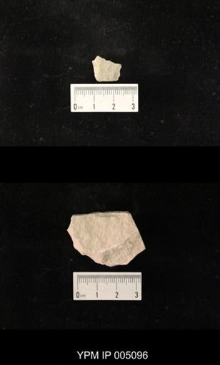 Psocidium