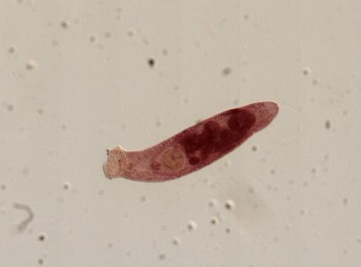 Platyhelminthes