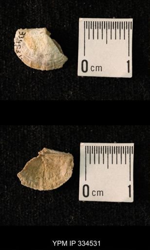 Mesolobus obsoletus