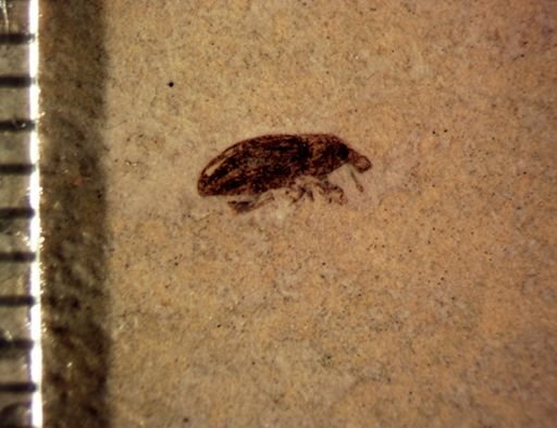 undet. Curculionidae