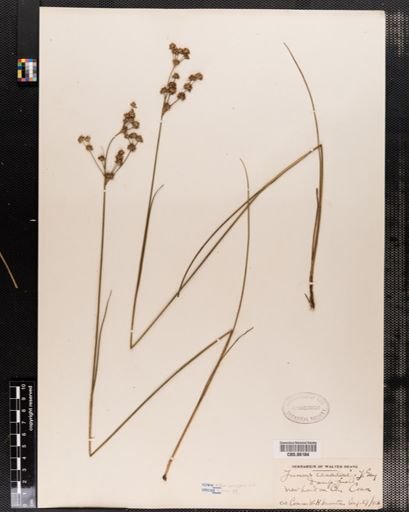 Juncus canadensis